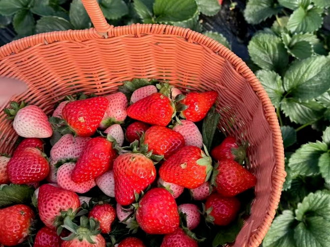 今日甜度超标！去摘一篮草莓